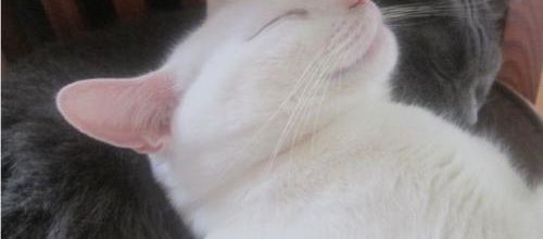 Bonne nuit
