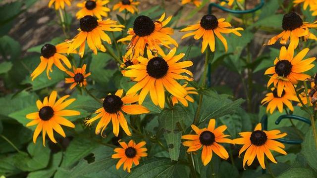 Avec les Rudbeckias, Affichez la Couleur...