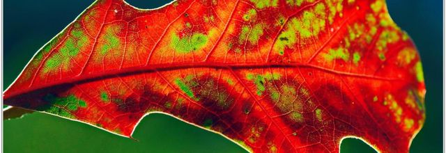 Feuille (2)