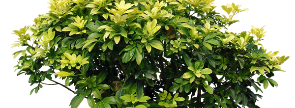 Ѽ Vegetation 