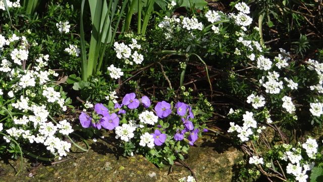 Le Jardinage, une Ecole de Patience !!