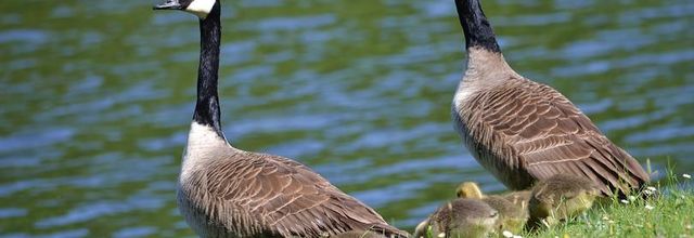 Rambouillet : La Bernache du Canada