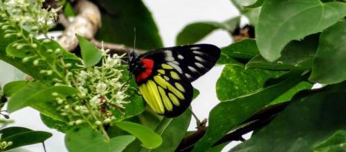 quelques insectes butinent;
