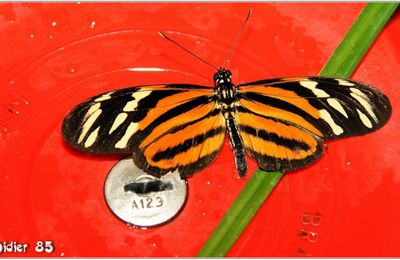 Oeil du Tigre (1) - Heliconius ismenius