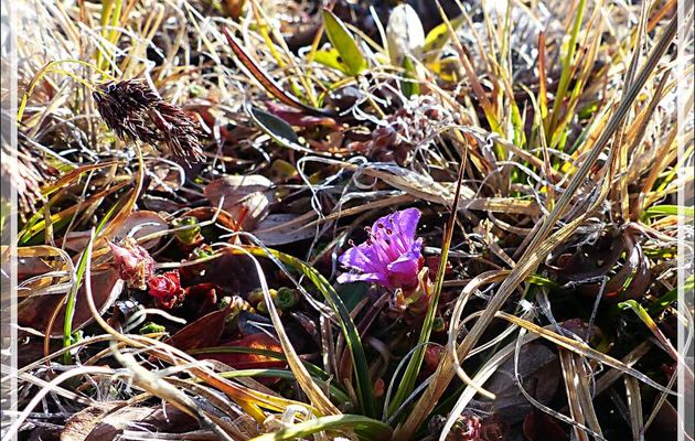 Flore à Dundas Harbour - Devon Island - Baffin Bay - Nunavut - Canada