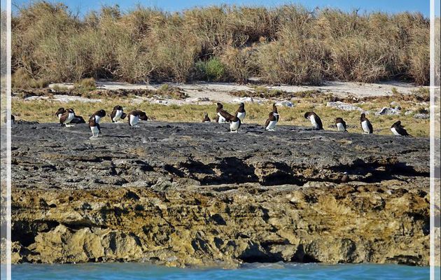 16/09/2022 : des îles aux Fous bruns, Brown Booby (Sula leucogaster) - Iles Lacépède - Kimberley - Australie