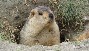 La fourmi géante chercheuse d'or ... 