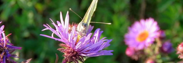un papillon sur mes asters