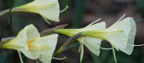 Narcissus bulbocodium 'Spoirot' 