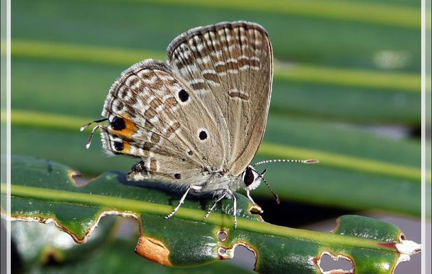 Papillon Cycad bleu, Azuré des sagous, Cupidon des plaines, Plains cupid (Chilades pandava) - Nosy Sakatia - Madagascar