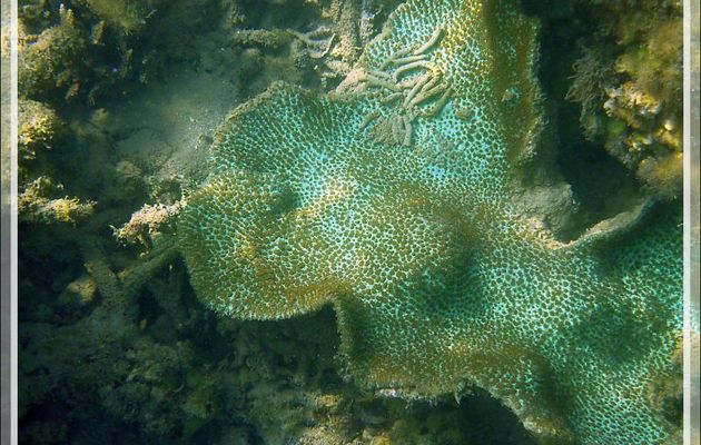 Corail en cours de détermination - Chapeau de Paille - Nosy Sakatia - Madagascar