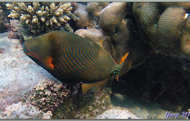  Baliste strié ou vert ou ondulé ou strié d'or (Balistapus undulatus) - Athuruga - Atoll d'Ari - Maldives