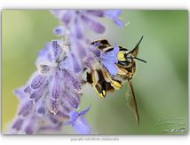 Anthidium florentinum