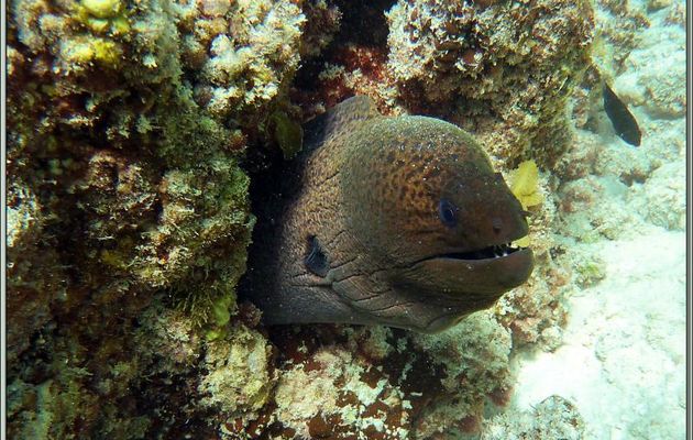 Murène de Java ou Murène géante (Gymnothorax javanicus) - Praslin - Seychelles