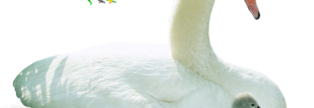 16. Madarak