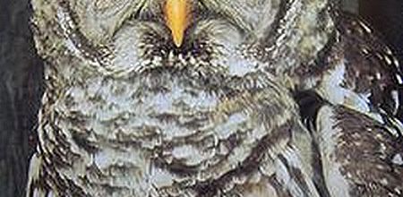 Rapaces nocturnes