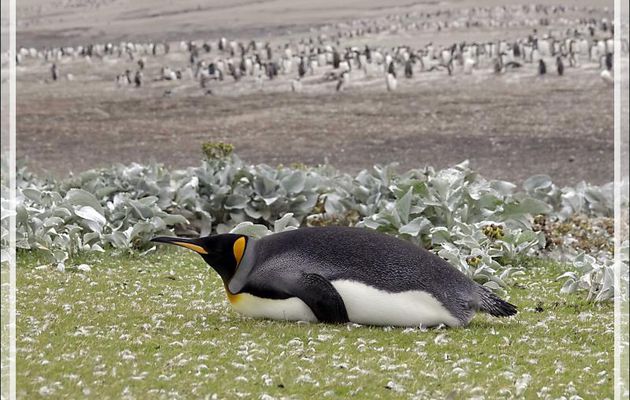 Un dernier regard sur des Manchots royaux isolés, King penguin (Aptenodytes patagonicus) - The Neck (Le Détroit) - Saunders Island - Falkland (Malvinas, Malouines) - Grande-Bretagne