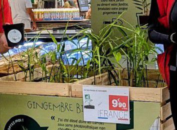 EB - Petit pot de gingembre a bien grandi...