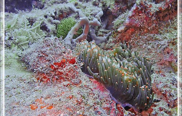 Anémone à bouts renflés ou à tétines, Bulb-tentacle sea anemone (Entacmaea quadricolor), Poisson-clown de Madagascar (Amphiprion latifasciatus) - Spot Antsoha - Tsarabanjina - Mitsio - Madagascar