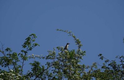 Au gré des sorties LPO