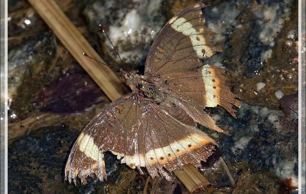Un papillon qui a beaucoup vécu : Garden inspector (Precis archesia) - Victoria Falls - Zimbabwe