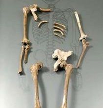 12 - Pléistocène moyen: Les Néandertaliens en Europe (1ère partie)