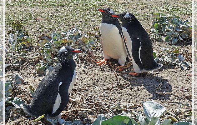 Manchots papous : autant ils sont mignons en dehors de la manchotière, autant ils sont chamailleurs en groupe - The Neck (Le Cou) - Saunders Island - Falkland (Malvinas, Malouines) - Grande-Bretagne