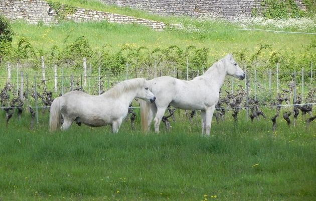 des chevaux au cours de nos ballades