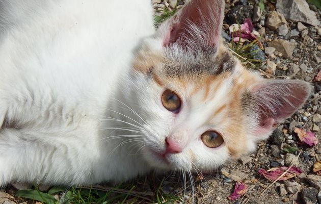 un minou !