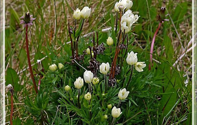 Anémone multifide (Anemone multifida) - Bahia Lapataia - Terre de Feu - Patagonie - Argentine