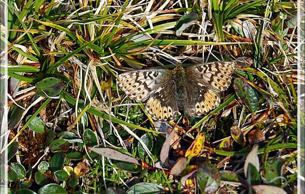 Papillon Astarte Fritillary, Arctic Ridge Fritillary (Boloria astarte) - Craig Harbour - Ellesmere Island - Nunavut - Canada