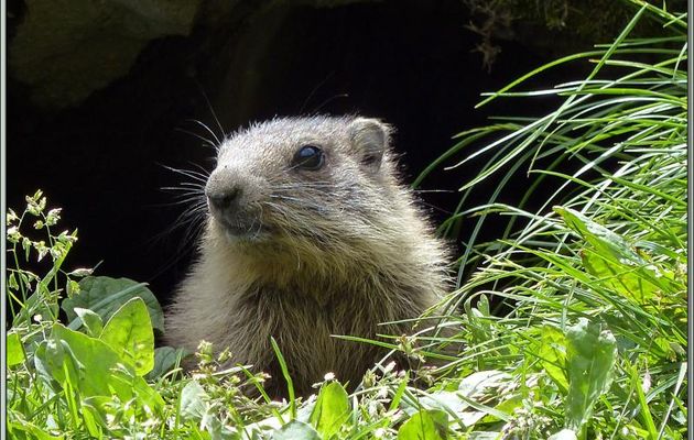 Et pour le plaisir, encore une petite marmotte devant son trou - Vallon d'Esquierry - Oô - 31