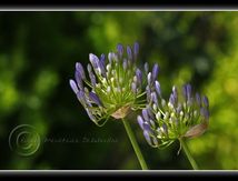 Agapanthes