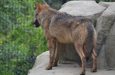 Parc Zoologique de Paris : Diabolo, le loup d'Espagne