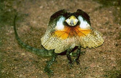 Un véritable dragon d'Australie