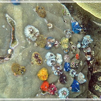 Snorkeling à Triton Bay : toujours des coraux, des Spirobranches multicolores (arbres de Noël), des Demoiselles et un très discret Crabe de porcelaine dans son anémone protectrice - Papua Barat - Papouasie - Indonésie