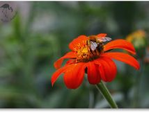 Bourdon des champs femelle (bombus pascuorum ou agrorum)...
