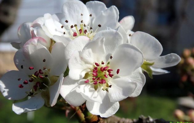 Nos fleurs du jardin - 2