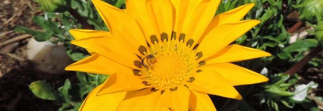 mes Gazanias jaune et bébètes 