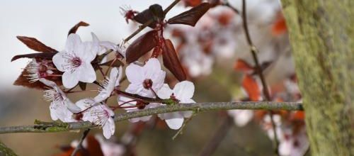 douceur printanière 