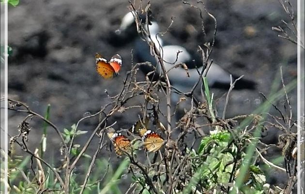 Photo du vanneau ratée, mais saisie de papillons nets par pur hasard - Safari nautique - Parc National de Chobe - Botswana