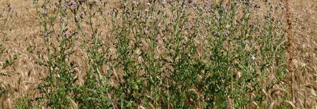 Cirsium arvense  -  cirse des champs