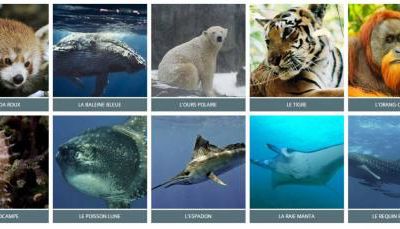 Animaux : espèces menacées