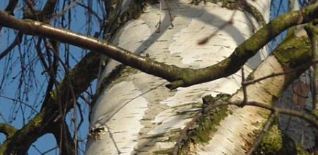 variation sur un arbre