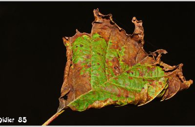 Feuille (4)
