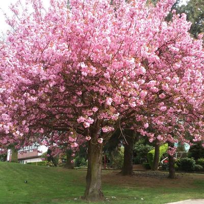Cerisier du Japon ou Prunus Serrulata