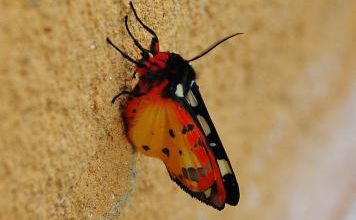 Insecta - Lépidoptère – Arctiidae - Arctia villica - Ecaille Villageoise