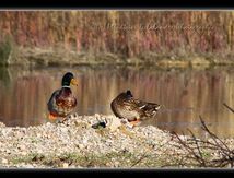 Canards colvert - Anas platyrhynchos