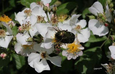 Le temps des roses