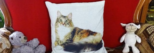 Dimanche c'est chat